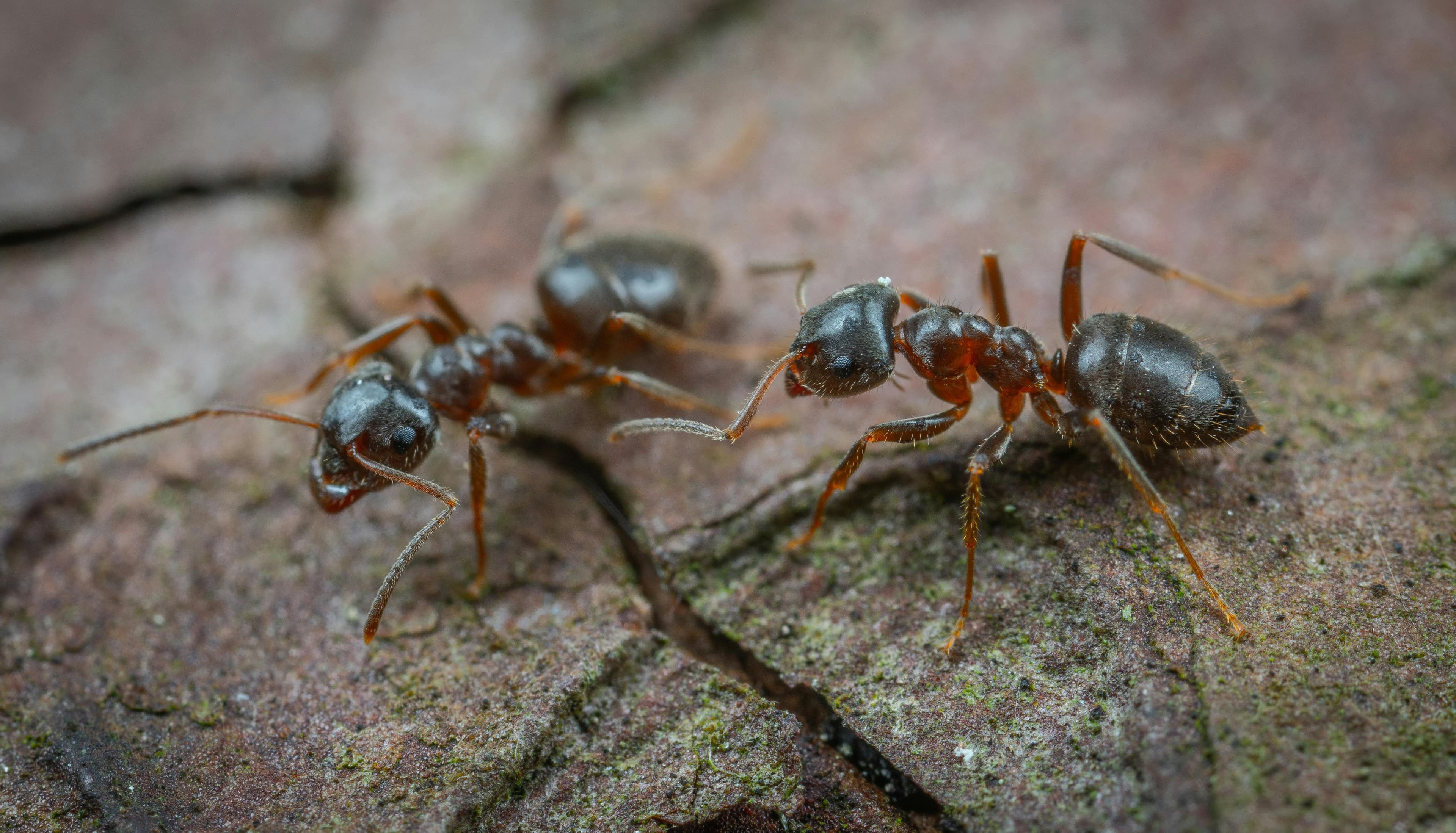 Ant Control treatment by NoPests technician