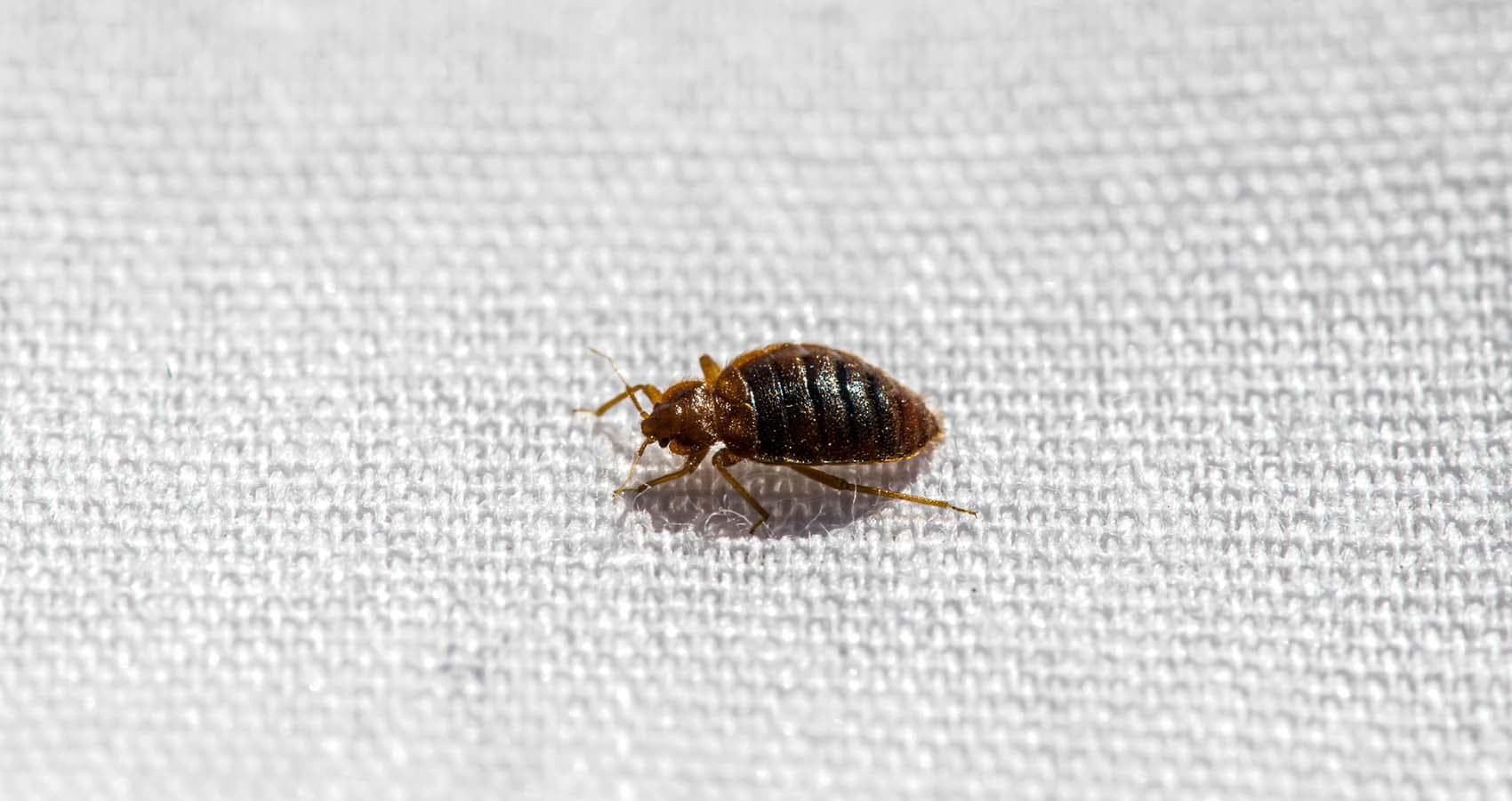 Bed Bug Treatment treatment by NoPests technician