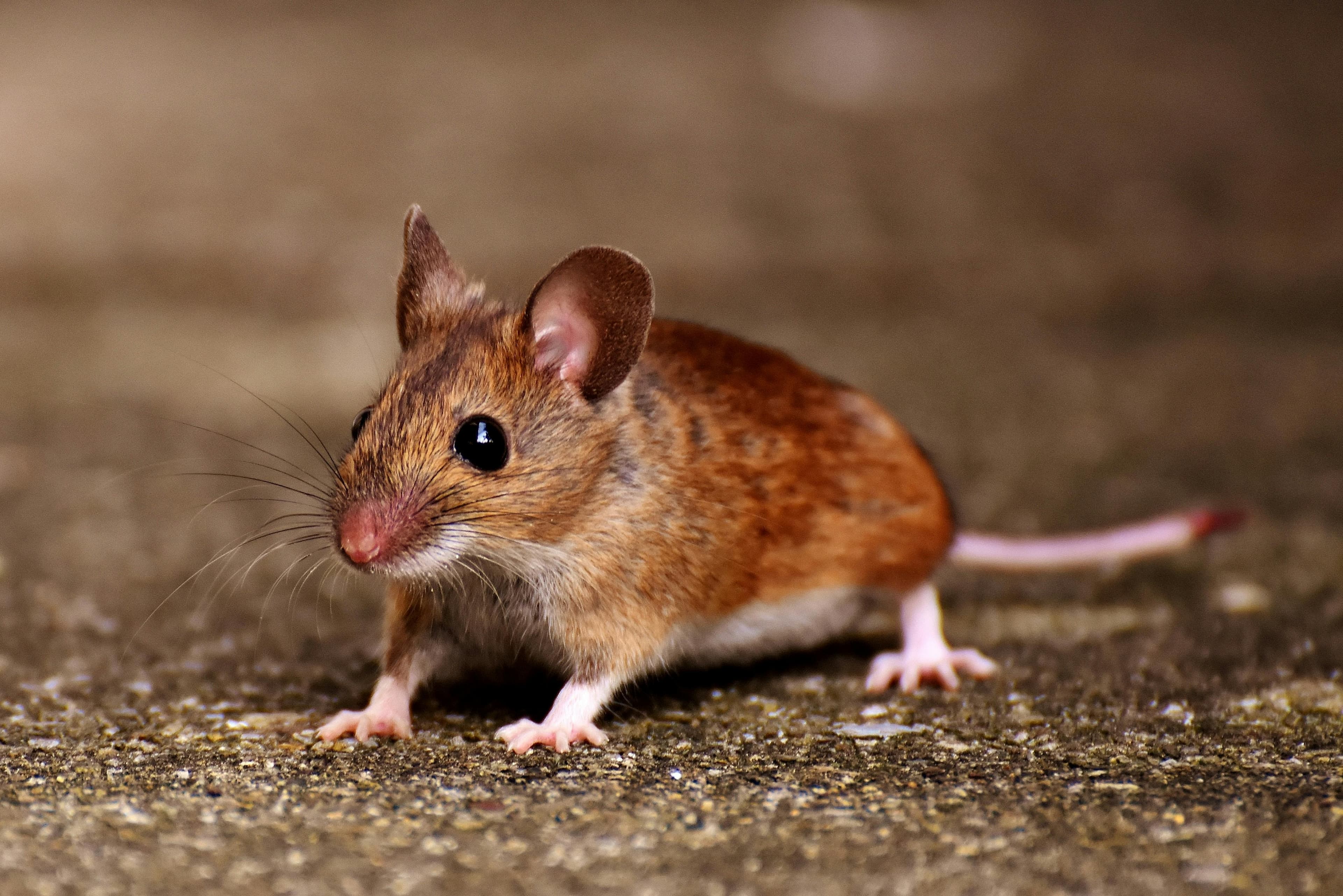 Rodent Control treatment by NoPests technician