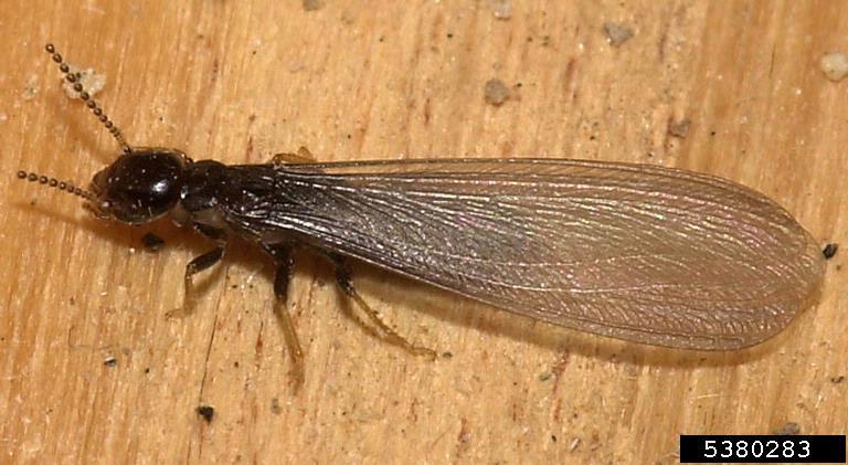 Subterranean Termites