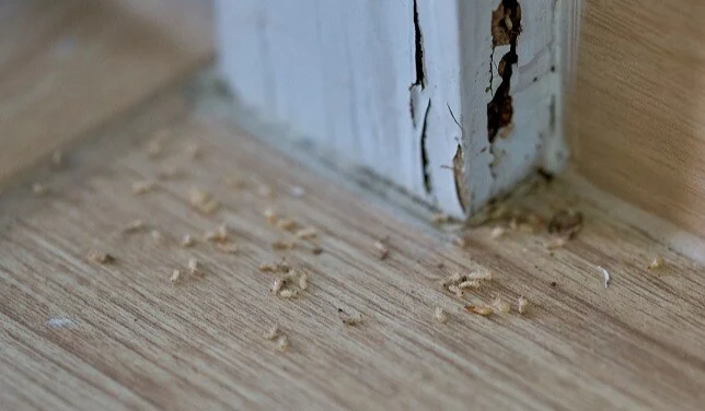 Termite droppings